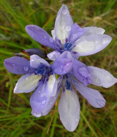 Babiana bainesii tepals in several shades